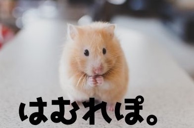 ハムスターの飼育はどれくらいお金がかかる 初期費用と毎月かかる費用を計算してみた はむれぽ