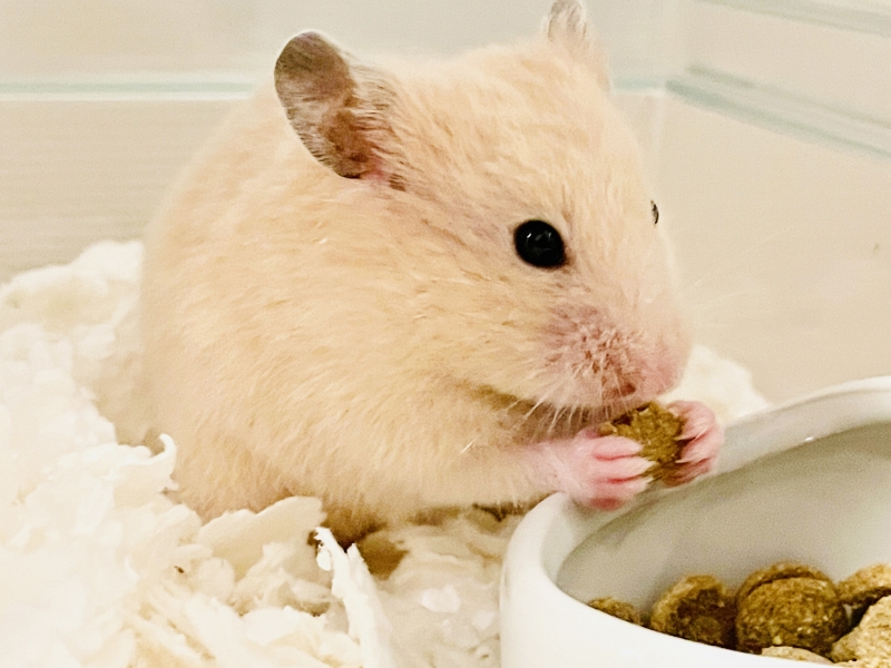 キンクマハムスターの餌の量はどれくらい 食事のルール４か条をご紹介 はむれぽ
