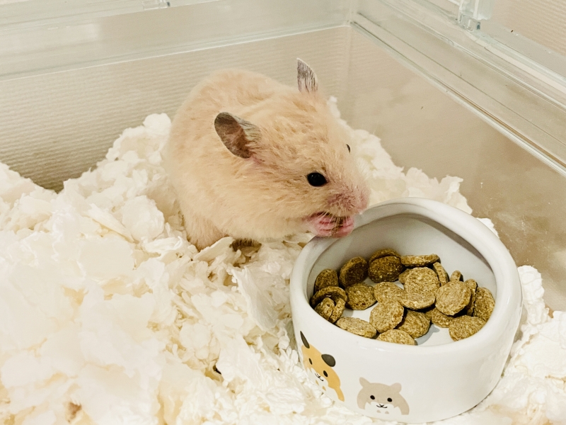 ハムスターの飼育はどれくらいお金がかかる 初期費用と毎月かかる費用を計算してみた はむれぽ